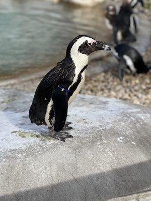 PENGUINS!