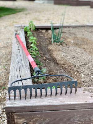 Life in the community gardens