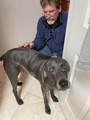 Self indulged Weim with worried daddy.