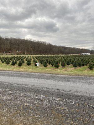 Do not cut field with trees growing to maturity