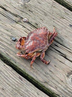 Red rock crabs caught on the docks