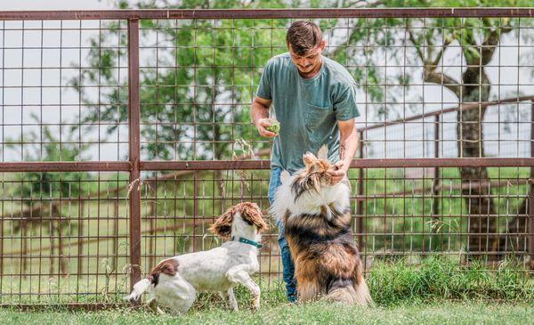 Dogs playing with staff at the Ranch Retreat