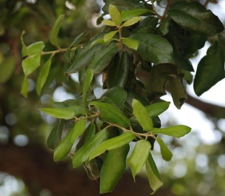 Live Oak with new season's shoot growth