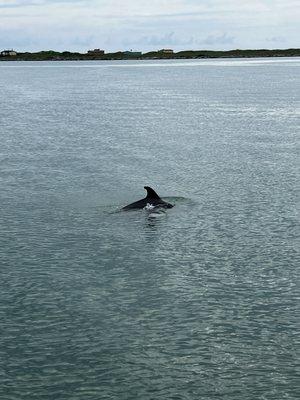 Dolphin Docks