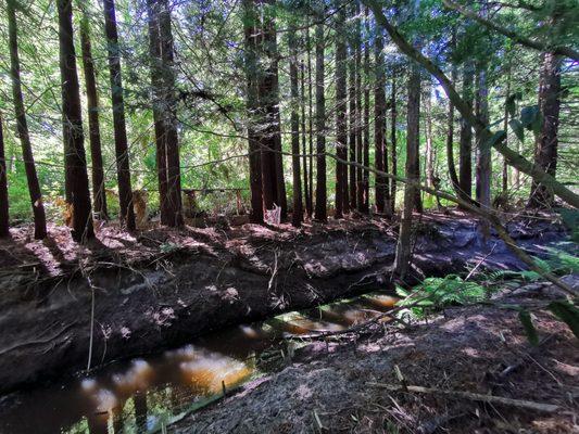 Redwoods across the creek