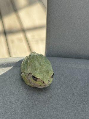 Frog