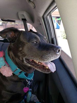 Waiting to see her friends at Best Friends Pet Hospital!!