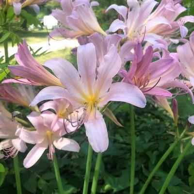 Surprise lilies