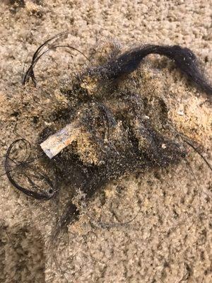 Hair removed from clients carpet