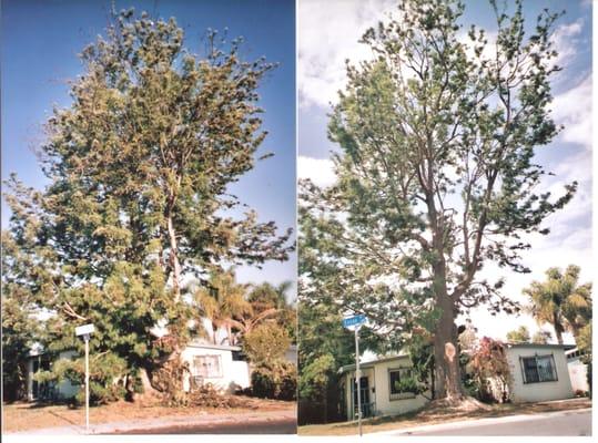 Silk Oak tree before and after.