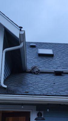 Racoon on roof near entry point