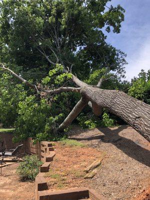 100 yo oak