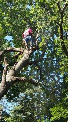 Tree Removal by Texas Tree Care