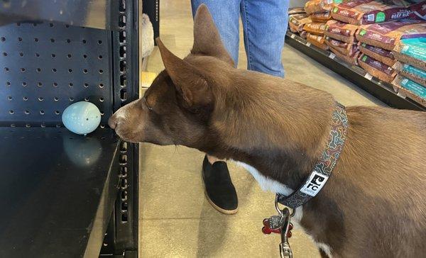 Harper had so much fun hunting treat filled easter eggs at our local Chuck & Don's.  Wow, they even had surprise coupons for the parents!