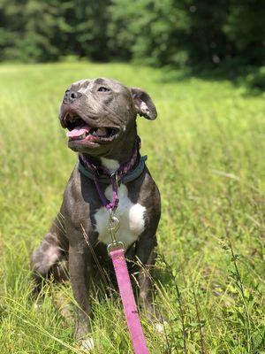 One of our happy CPC pack members, Bluebonnet :)