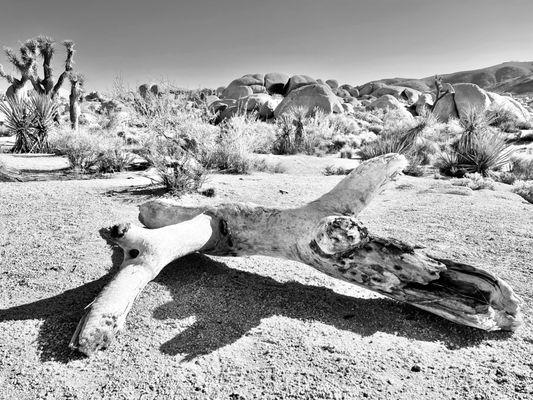 Cholla cactus remnants