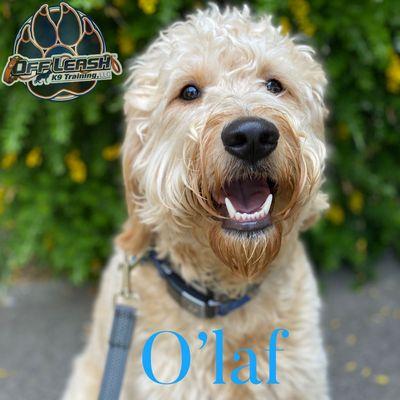 Olaf! Male, 15 month old Golden-doodle here for 2 weeks in Marina! Time to enjoy the beach vibes!