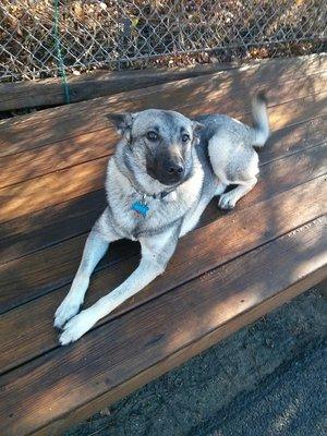 One of our two resident Norwegian Elkhounds, Rausch