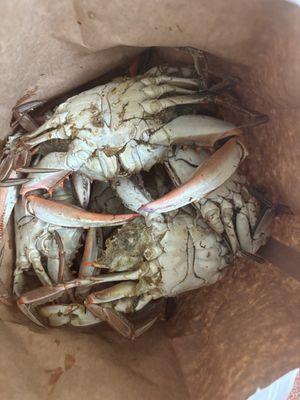 One dozen JUMBO crabs.