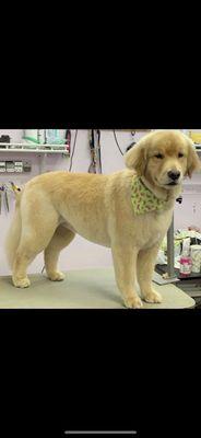 Cara after her haircut at harbor pets. She's actually 5  but looks like a puppy again! Absolutely incredible!