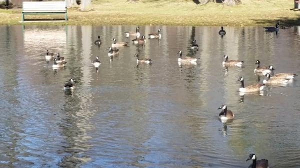 Canada Geese