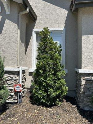 Japanese blueberry tree