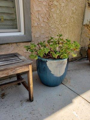 Matching glazed pot made in Vietnam, freeze proof tech, purchased at Reseda Discount Pottery & Fountains.