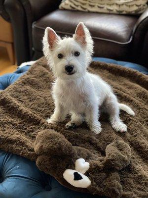 Teddy Bear's first haircut He thought it was Woofderful!!