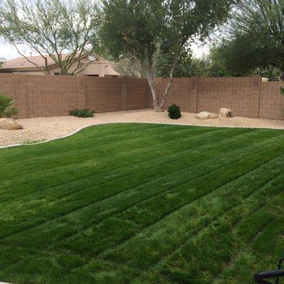 Winter Rye Lawn Installation