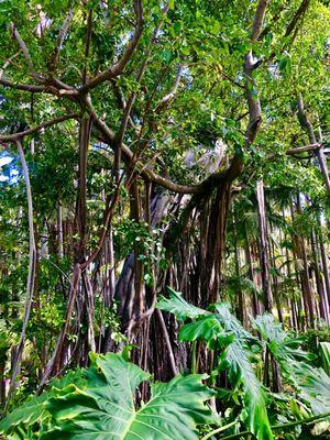 Oldest Banyan tree