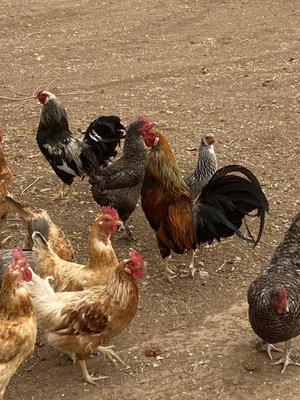 Buffalo Bluff rooster