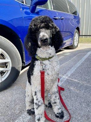 6 month old Rowan. Standard Poodle.