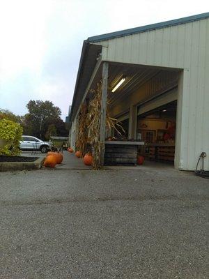 Pumpkins and corn stalks for sale in October