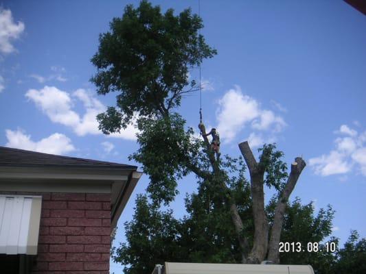 Abiding Dreams Tree Removal