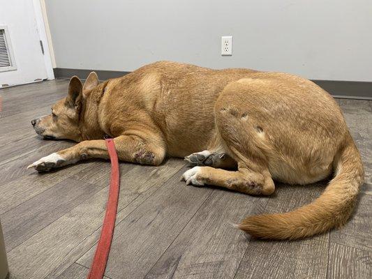 Hanging out waiting for some awesome care with his favorite vets at Midvalley!