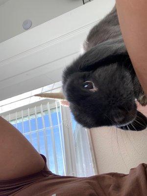 Luna the bunny