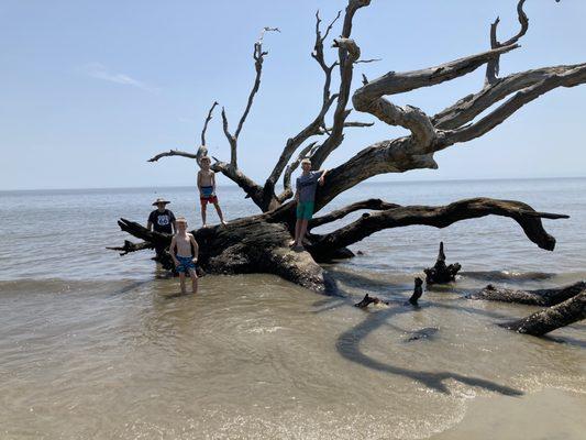 Driftwood Beach