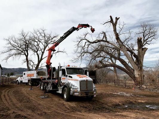 Root Tree Service