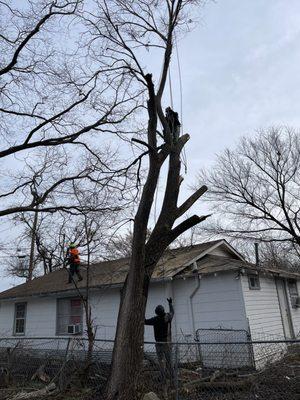 Quality Tree Service DFW