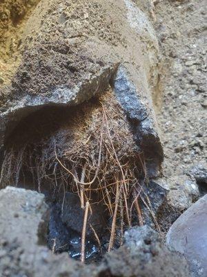 This is a giant root ball that can clog up your drains! Don't let this happen to you. Call for hydro jetting today!