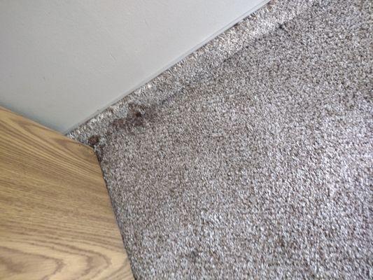 Food stuck to carpet