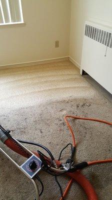 The previous cleaners had left so much chemicals in the carpet, we only had to use hot water.