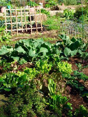 Fremont Community Garden