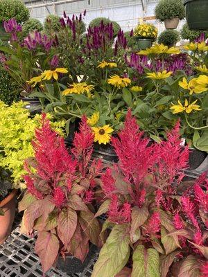 These beautiful flowers were at Bronkberry in the fall