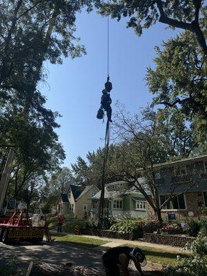 On Time Tree Service