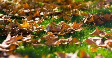 Roots Lawn and Landscape