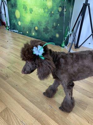 Noodle first time visit to groomers