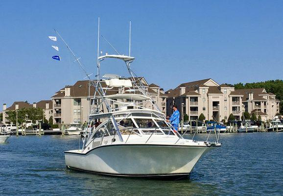 Marlin flags flying