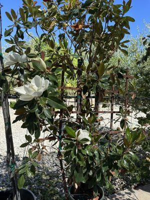 beautiful fragrant magnolias