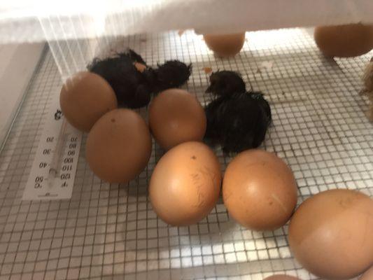 ARC students interdependently participated in a chick hatching project. Some parents allowed their child to take their chick home!